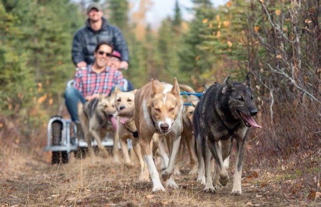 Mushing en Willow, paseo en trineo de perros en verano - Foto 1