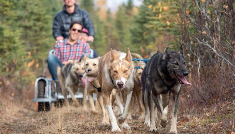 Durante l'attività di mushing