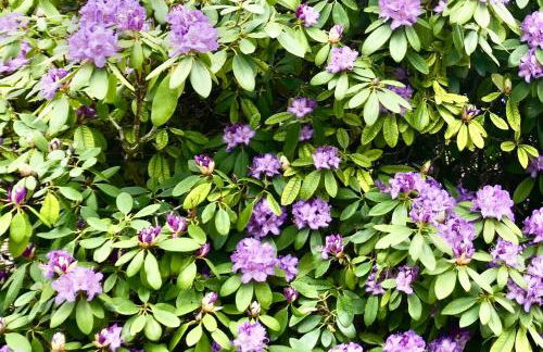 Idas Garten - Foto 34