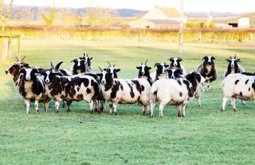 Meadow Cottage - Foto 15