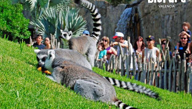 Bioparc Valencia - Foto 5