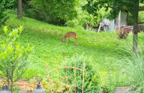 Ferienwohnung Hornig Zwei Terrassen, Parkplatz, separater Eingang - Foto 32