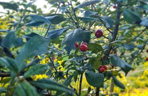 Apartments Laura - Foto 37