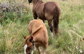 Le jardin des dunes - Foto 29