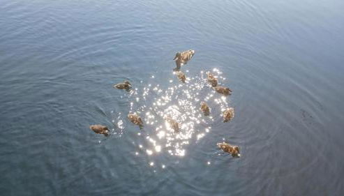 Hausboot La Mare Sonja - Foto 5