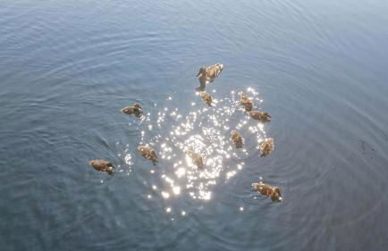 Hausboot La Mare Sonja - Foto 5