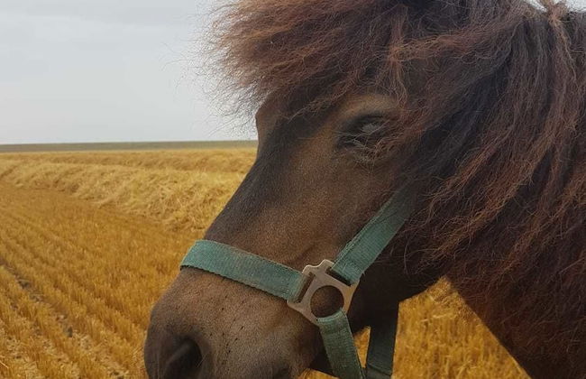 Ferienhof Schild - Foto 28