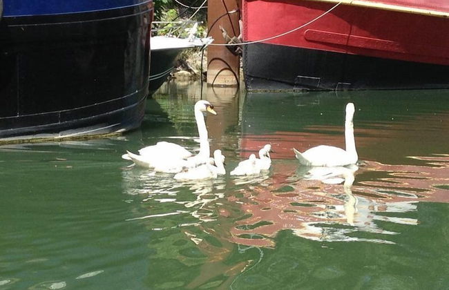 Boat For Guest - Foto 2