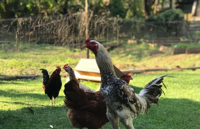 Polo Hotel Fazenda - Foto 13