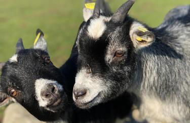 Ferienhof Kluvetasch Appartement Nr 1 - Ostseekrabbe - Foto 15