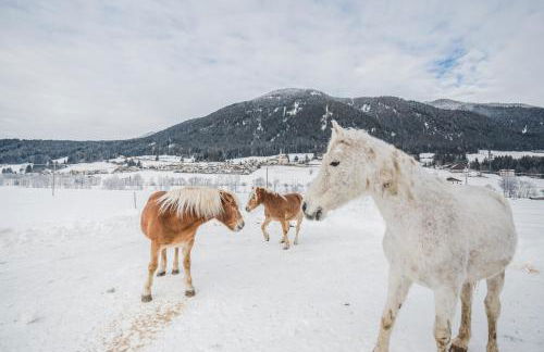 Pichlerhof - Foto 35