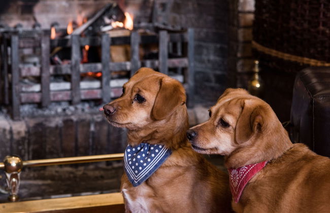 Cringletie House Hotel - Foto 70