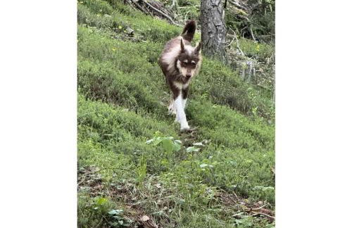 Apartment in Geisenheim with swimming pool - Foto 13