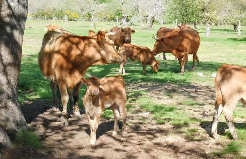 Spacious house with mountain view in Vila Fernando - Foto 19