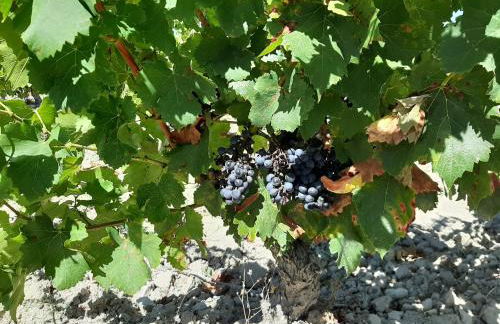 Casa Rural Garnacha de Borja has a Barbacue and Terrace - Foto 127