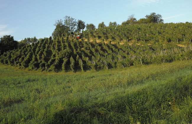 Agriturismo Musignano - Foto 49