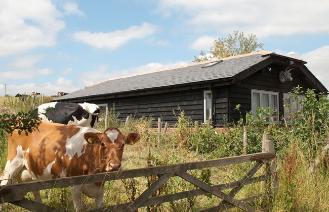 Bull Farm Studios - Foto 1