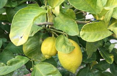 La possibilité d’une île - Foto 16