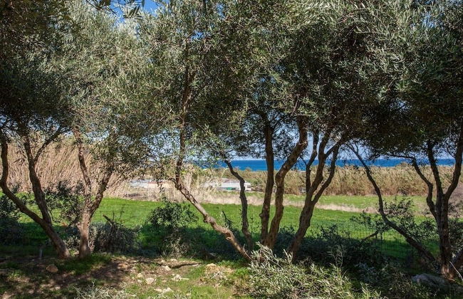 Olive Tree Farm - Foto 36