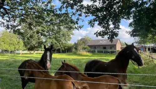 Ländliche Idylle - Foto 2