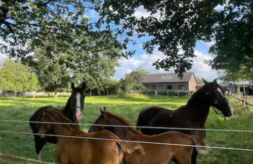 Ländliche Idylle - Foto 2