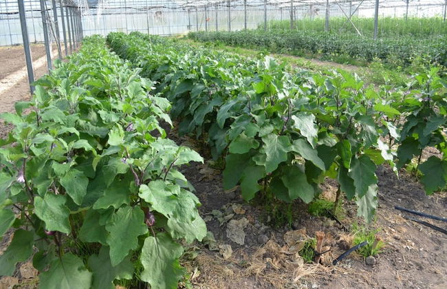 Agriturismo Agrifoglio - Foto 49