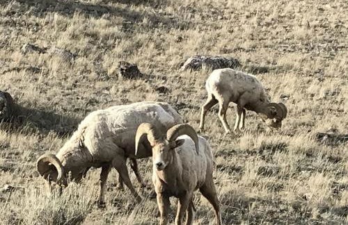 Gorgeous Jackson Hole Condo in Top location with Great Views and Private Deck with Barbeque! - Foto 45