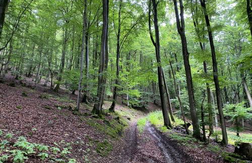 Waldläufer Brilon - Foto 61