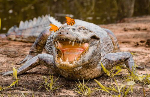 Pousada São João - Estrada Parque Pantanal - Photo 28