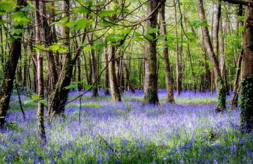 2 Bed in Camborne oc-oldmm - Photo 50