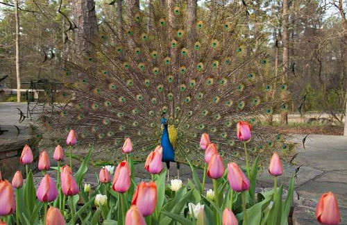 Secluded Home with Mini Waterfall and a Creek in Hot Springs - Foto 30