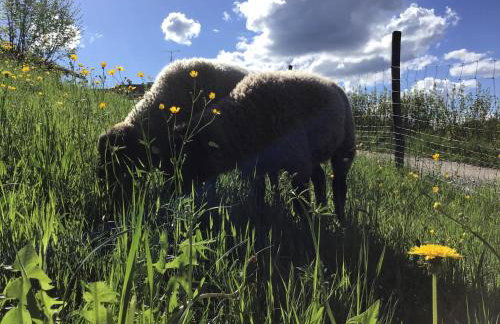 Moarhof Holzhausen - Foto 17