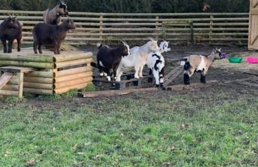 Beech Pod Cabin in Beautiful Surroundings Wrexham - Foto 26