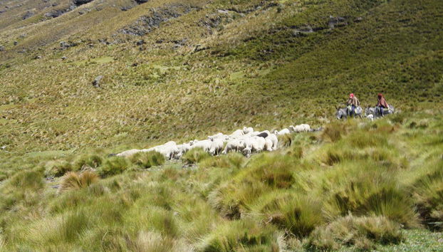 Green meadows along the Inca Trail