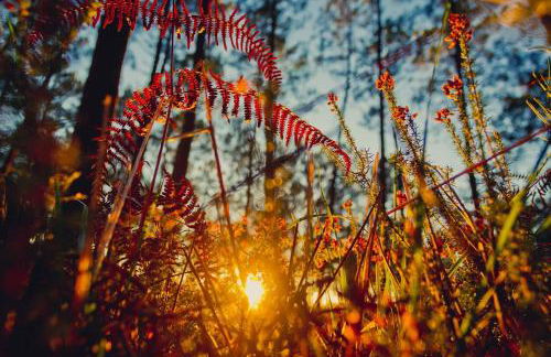 HOSSEGOR LA VIGIE entre lac et océan - Foto 18