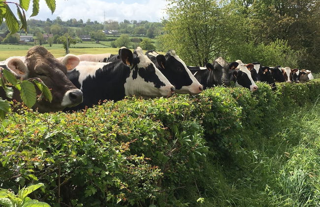 Country House Au Ballet des Hirondelles - Foto 45