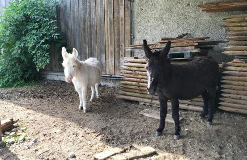 Beim Hofbauer - Foto 11