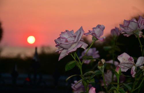 Salt and petals - Foto 45