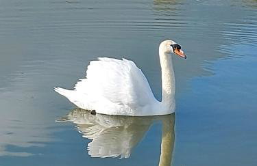 Aylesbury Lodge - Foto 27