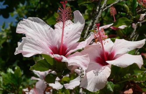 Casa do Hibisco - Foto 29