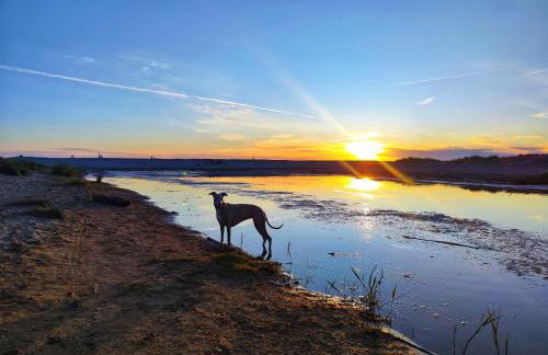 I Levrieri Venezia - Foto 38