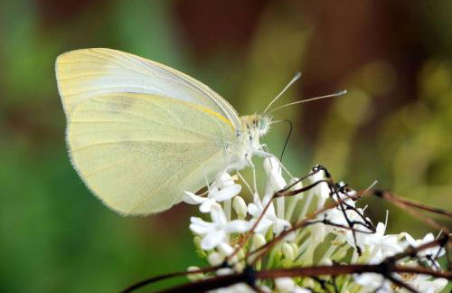 Quinta de Santo António da Serra - Foto 77