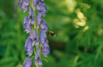 Strongate Cottage Rural Retreat - near Bridport & Jurassic Coastline - Photo 38
