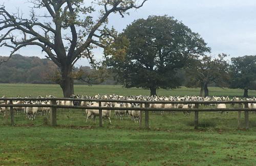 Private Entry Double Bedroom With Beautiful Views! - Foto 19