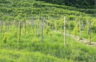 Valdobbiadene - free parking - Colline Prosecco - Foto 33