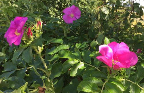 Crepigill Cottage - Foto 16