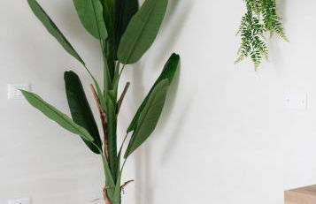 Villa Le Conche - Flora - Foto 20