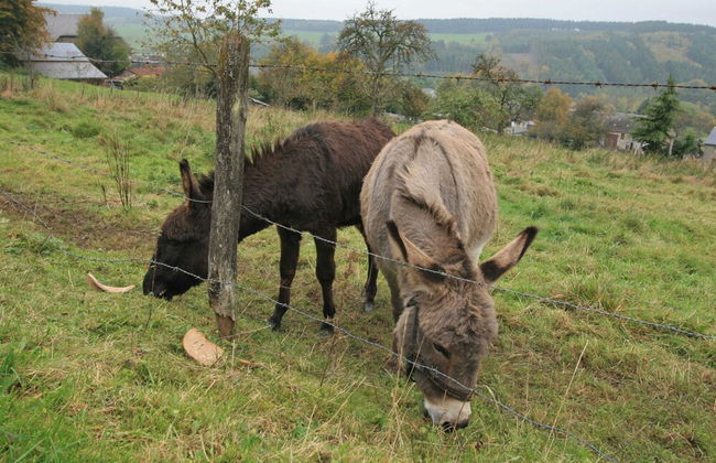 Farmhouse Situated at the Edge of the Woods - Photo 30