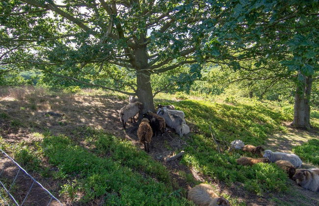 8 Person Holiday Home in Gjern-by Traum - Photo 6