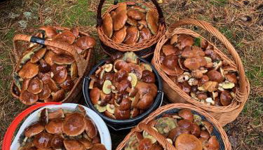 Monti Domki całoroczne - Foto 3